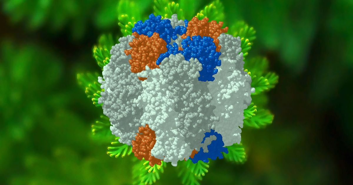 Rubisco: la proteína de la que depende toda la vida del planeta