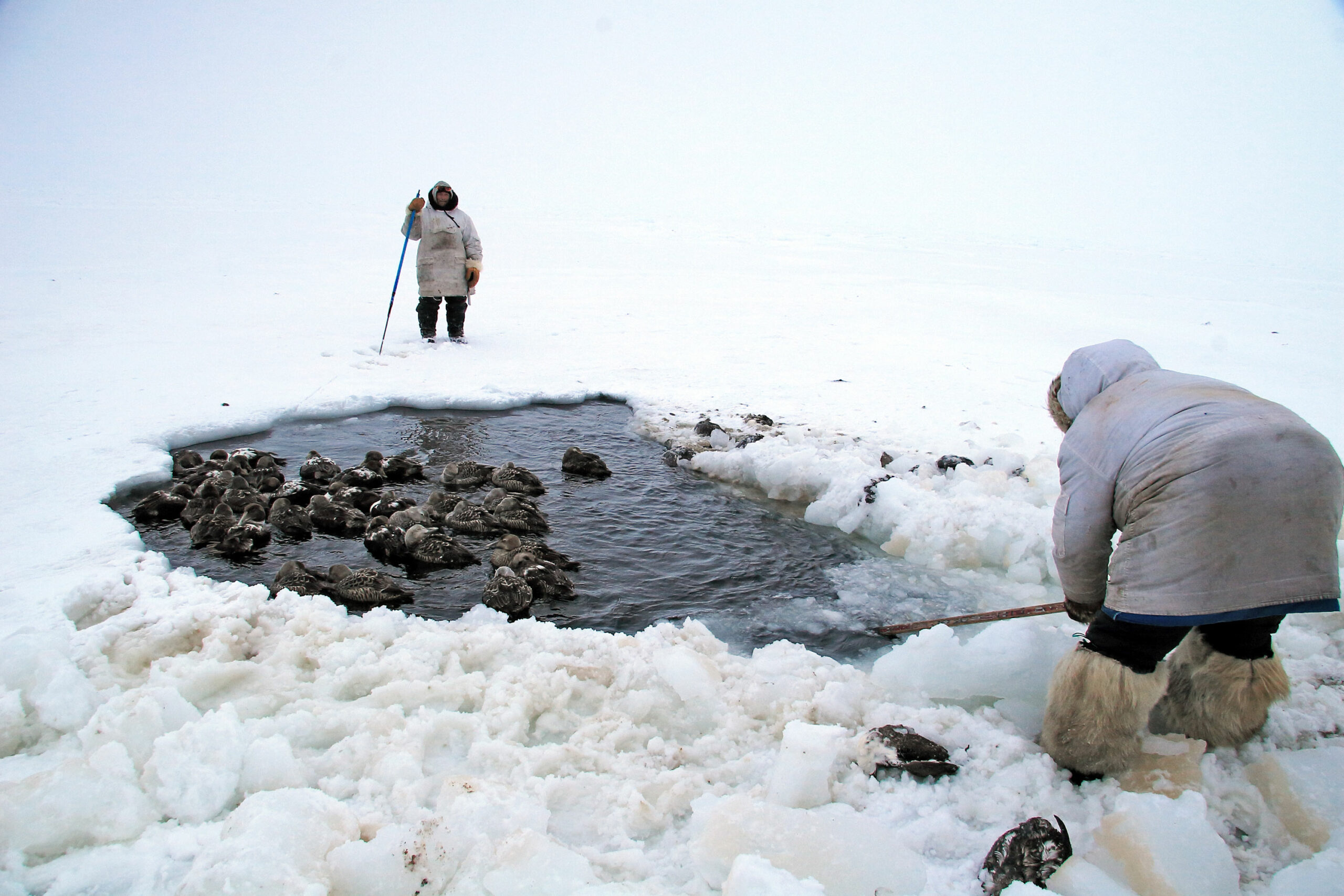 Arctic Ecosystems - Canadian Museum of Nature