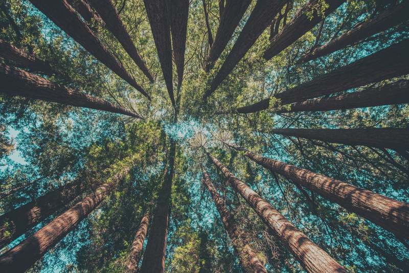 Connecting People Growing A Trillion Trees - Nature4Climate
