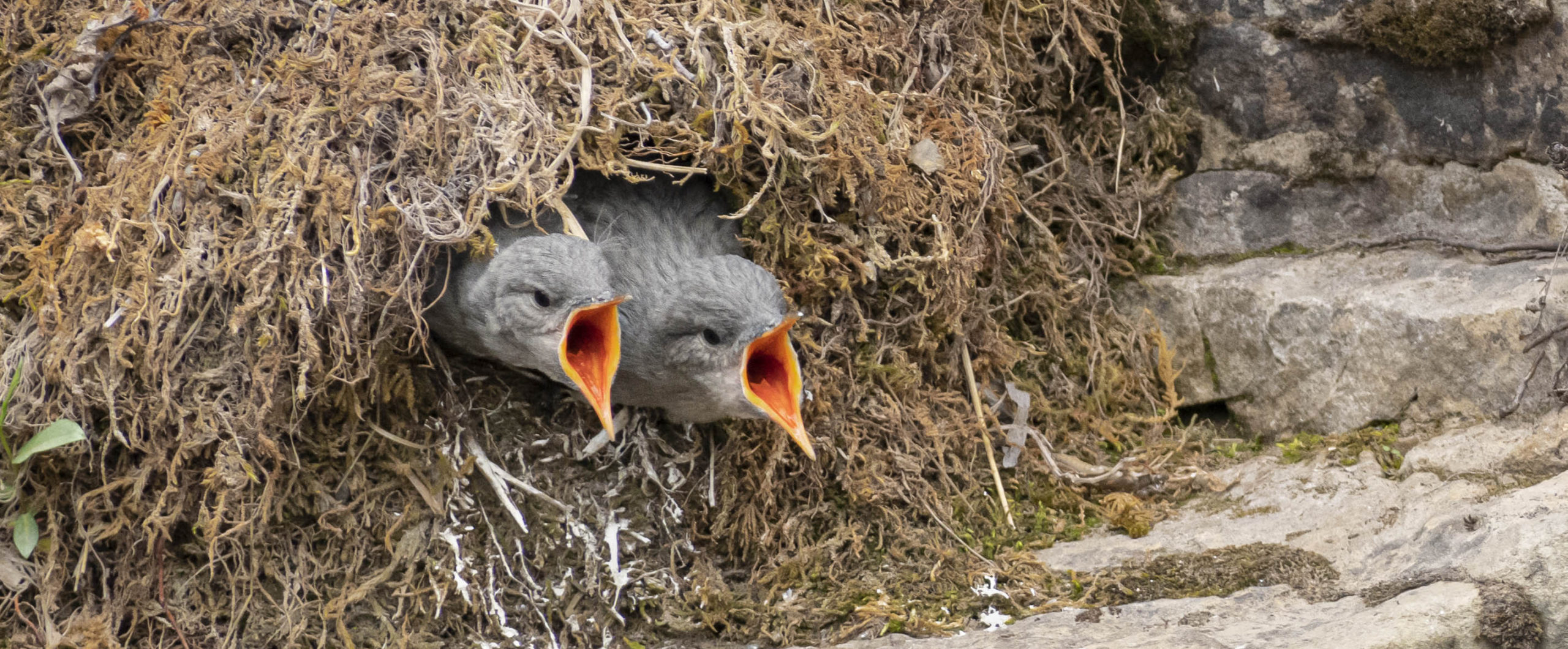 Troubled Waters: a Homegrown Effort to Track American Dipper Success - NestWatch
