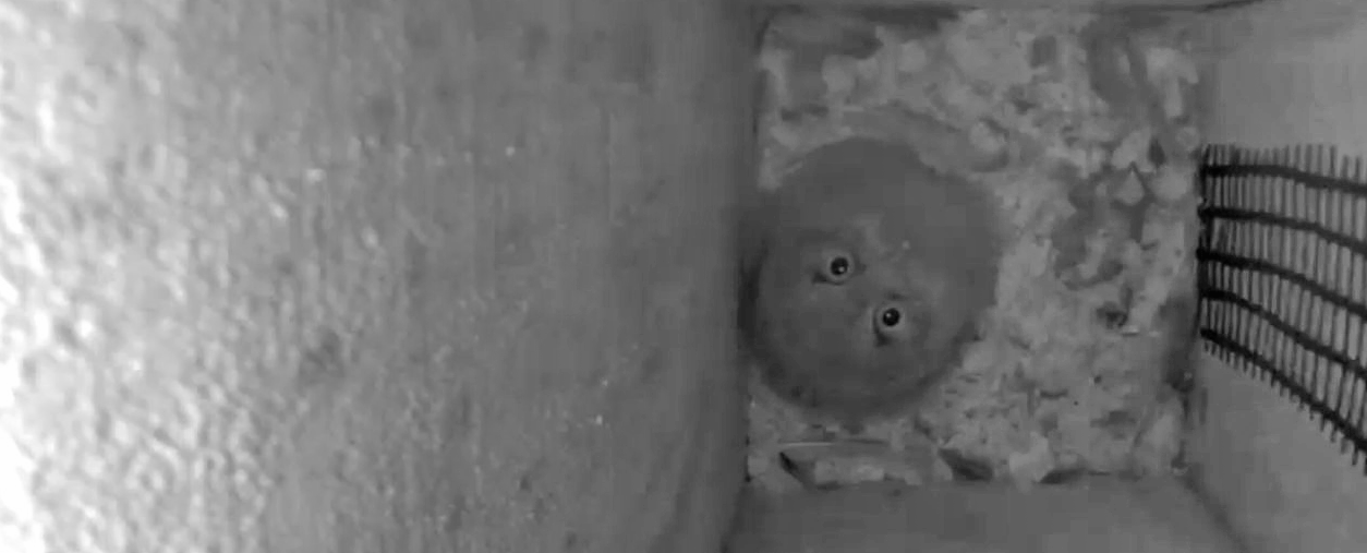 Using Wi-Fi Enabled Security Cameras for Nest Monitoring - NestWatch