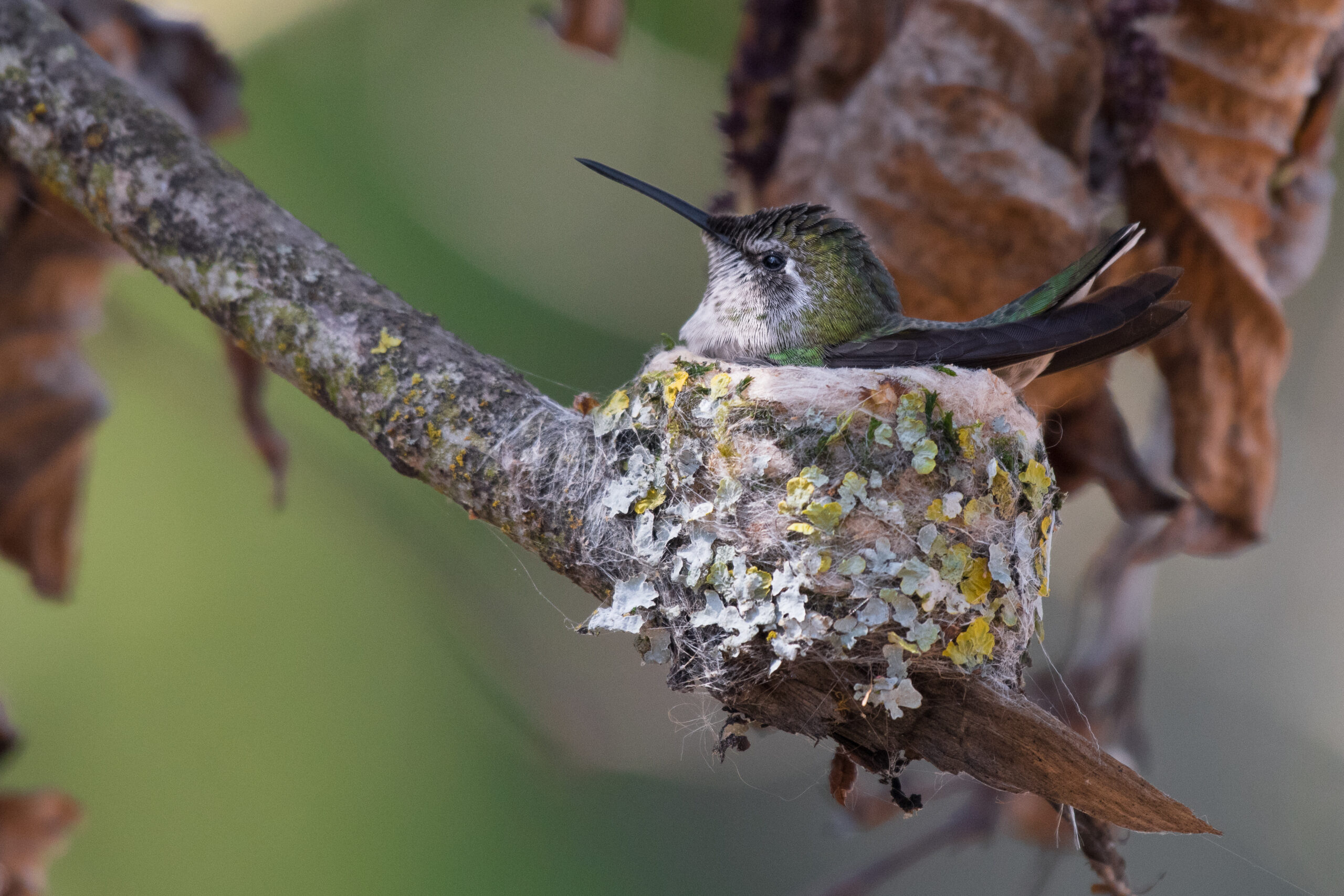 Will Hummingbirds Use Birdhouses? - NestWatch