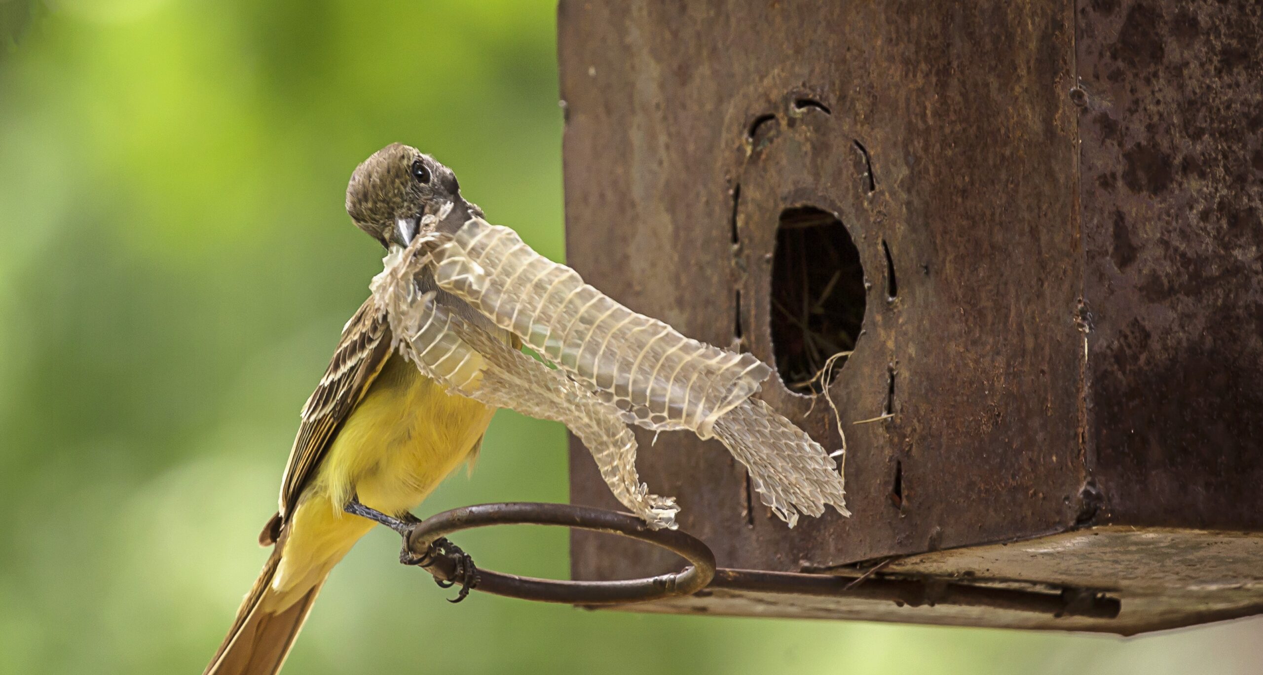 Do Birds Use Scarecrows? On the Evolution of Snake Skin as Nest Material - NestWatch