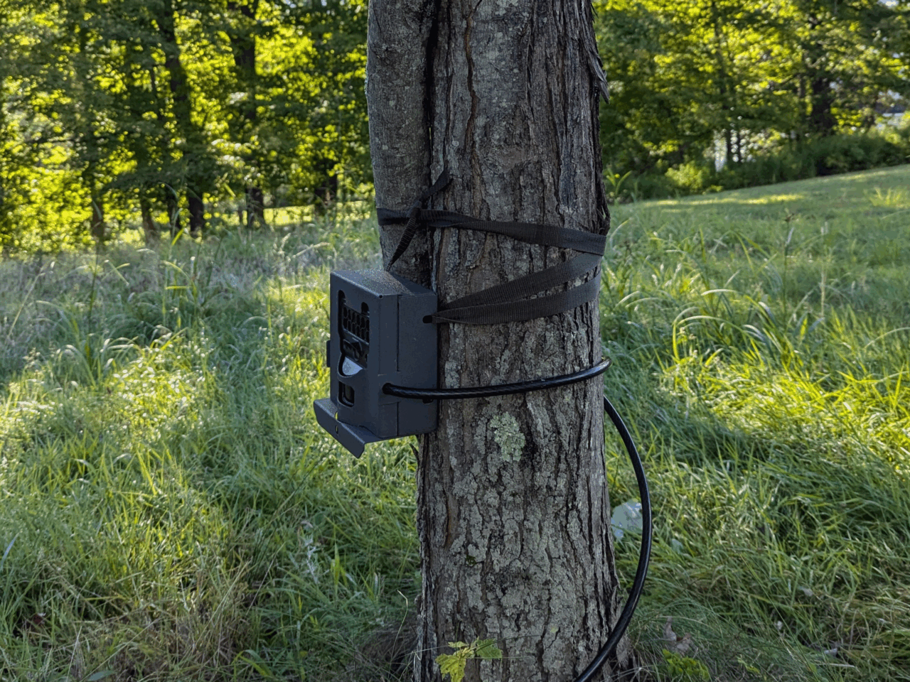 Using Trail Cameras to Enhance Nest Monitoring: Risks and Rewards - NestWatch