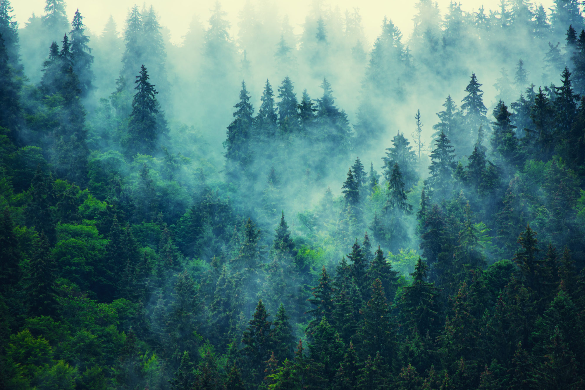 Oxford Net Zero report assesses the voluntary standards landscape - Net Zero Climate