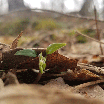 Stop and Smell the Geosmin - Northeast Wilderness Trust