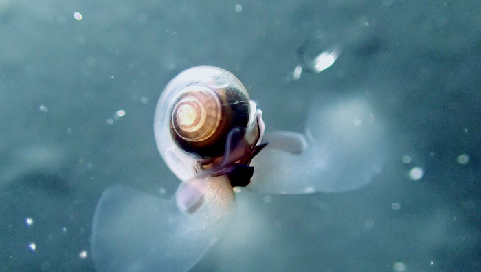 Compound extreme events stress the oceans - Ocean Acidification
