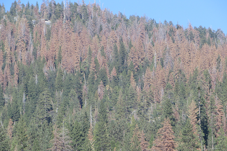 100 million dead trees in the Sierra are a massive risk for unpredictable wildfires - Berkeley News