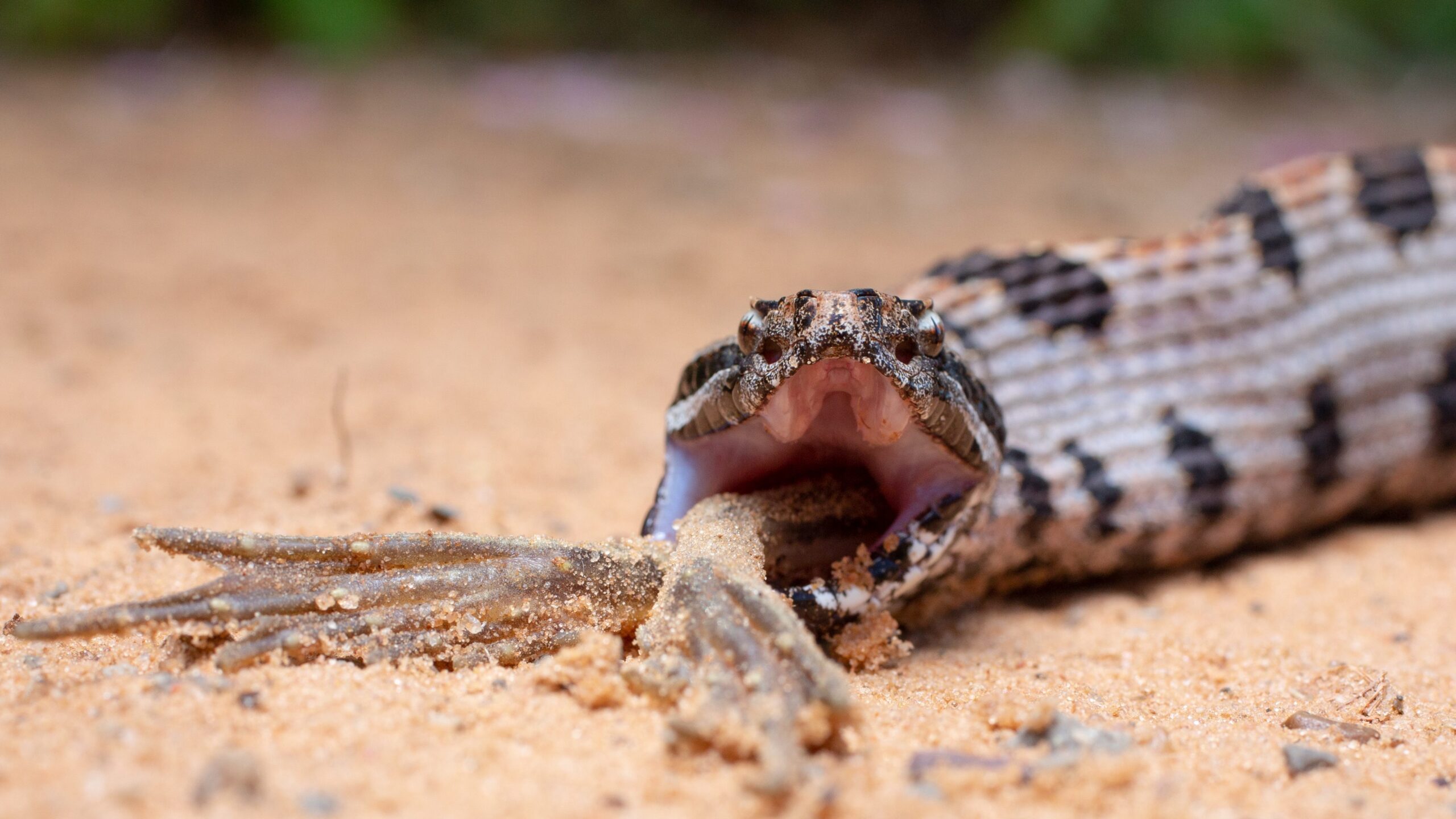Clemson researchers find snake venom complexity is driven by prey diet | Clemson News