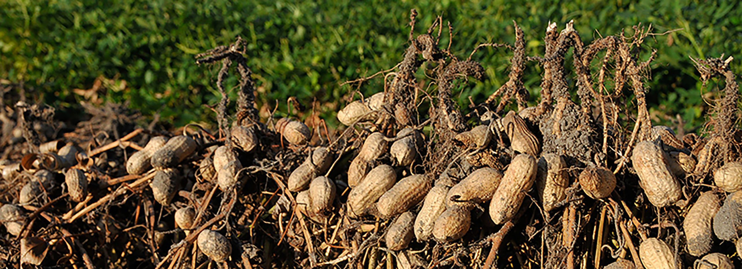 Rustgi to present peanut allergy research as part of Dean’s Research Series | Clemson News