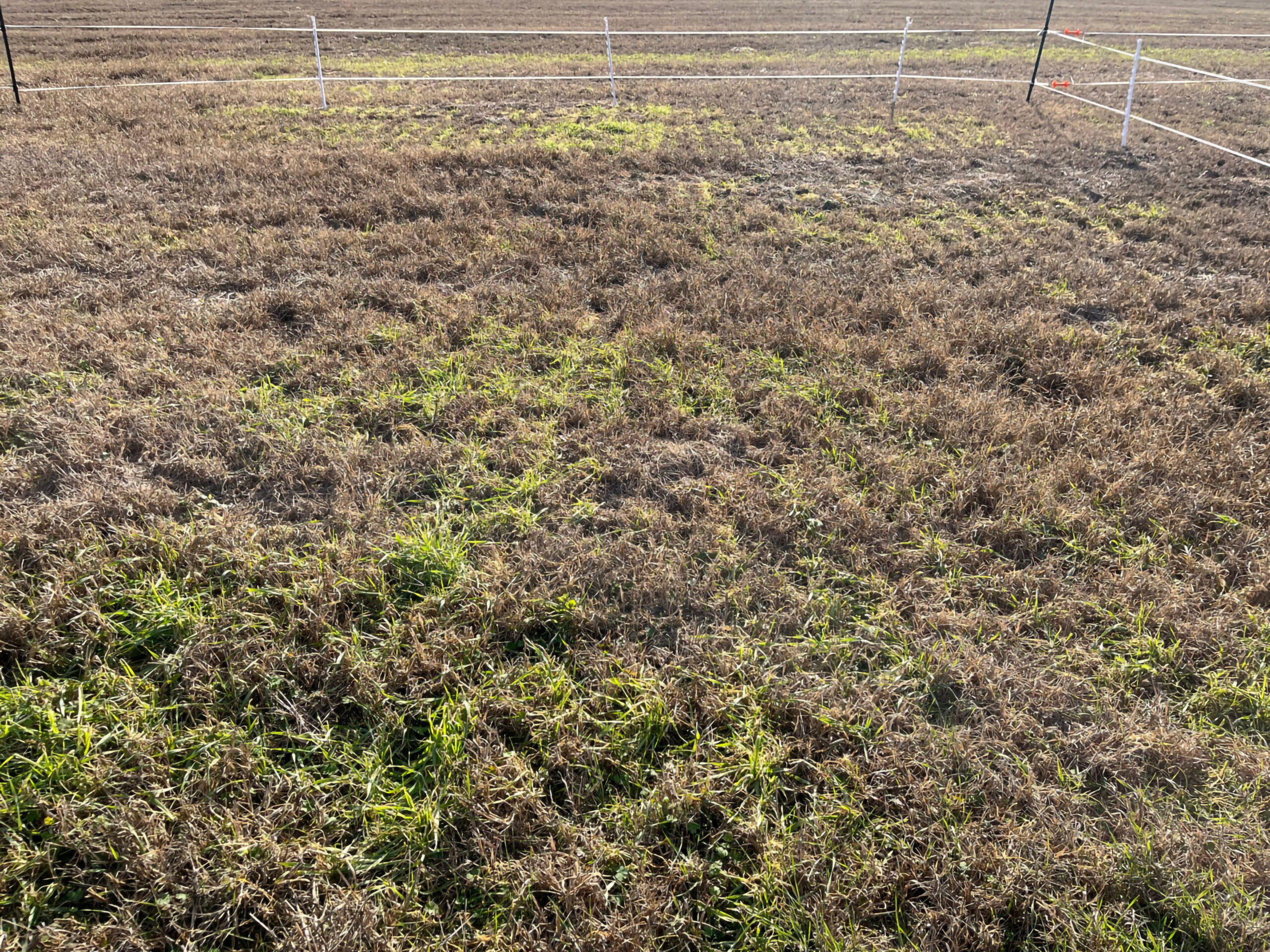 Prolonged cold weather causes widespread forage damage in South Carolina | Clemson News