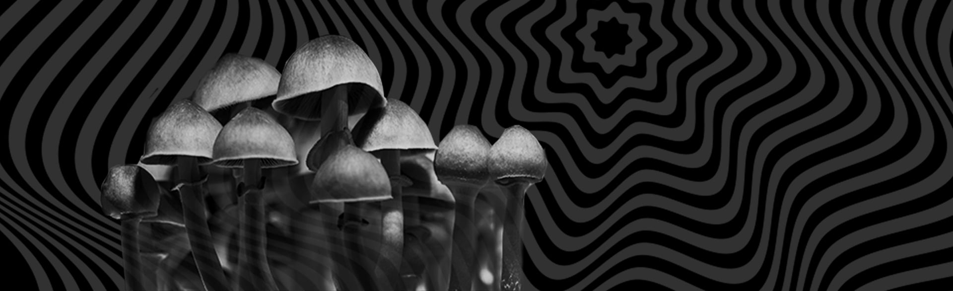 This Is Your Brain on Mushrooms: How Does Psychedelic-Assisted Therapy Work?
