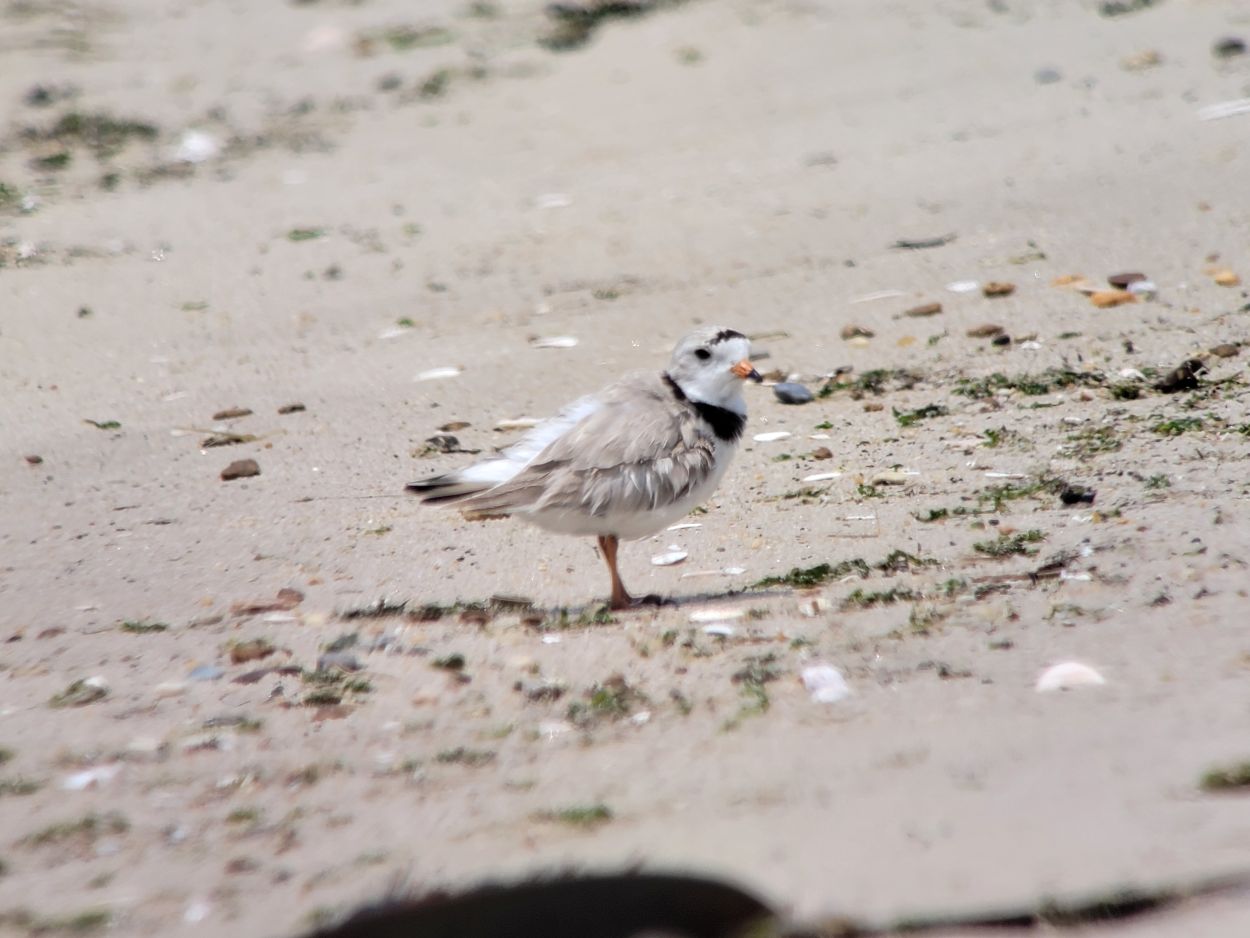 DNREC Closes The Point at Cape Henlopen March 1 to Protect Nesting, Migrating Birds - State of Delaware News