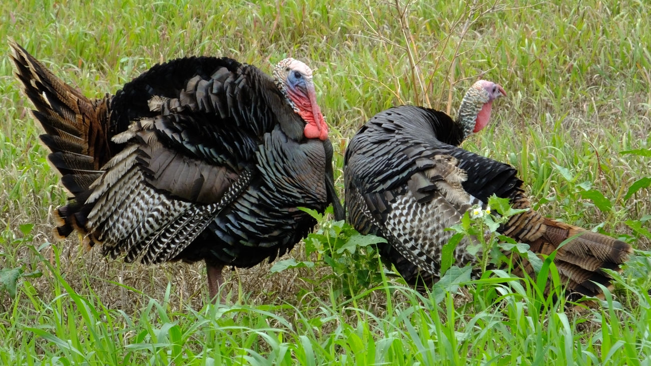 Spring Turkey Season Lottery Attracts Record Number of Applicants for Hunting State Wildlife Areas - State of Delaware News