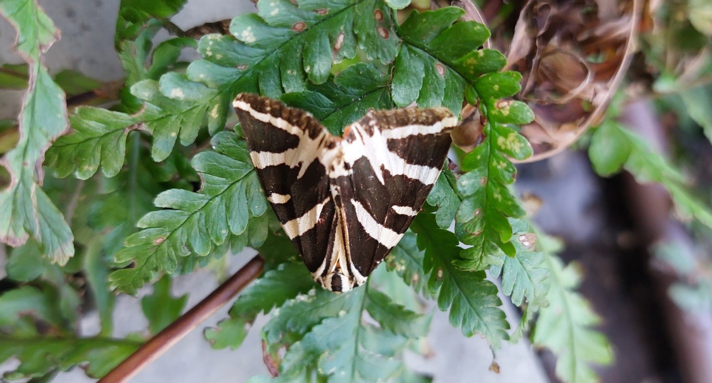 Social media can help track species as climate changes - University of Exeter News