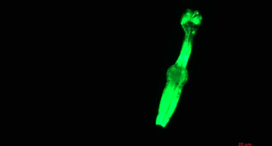 Space Worms! Scientists launch microscopic crew into orbit to support future Moon missions - University of Exeter News