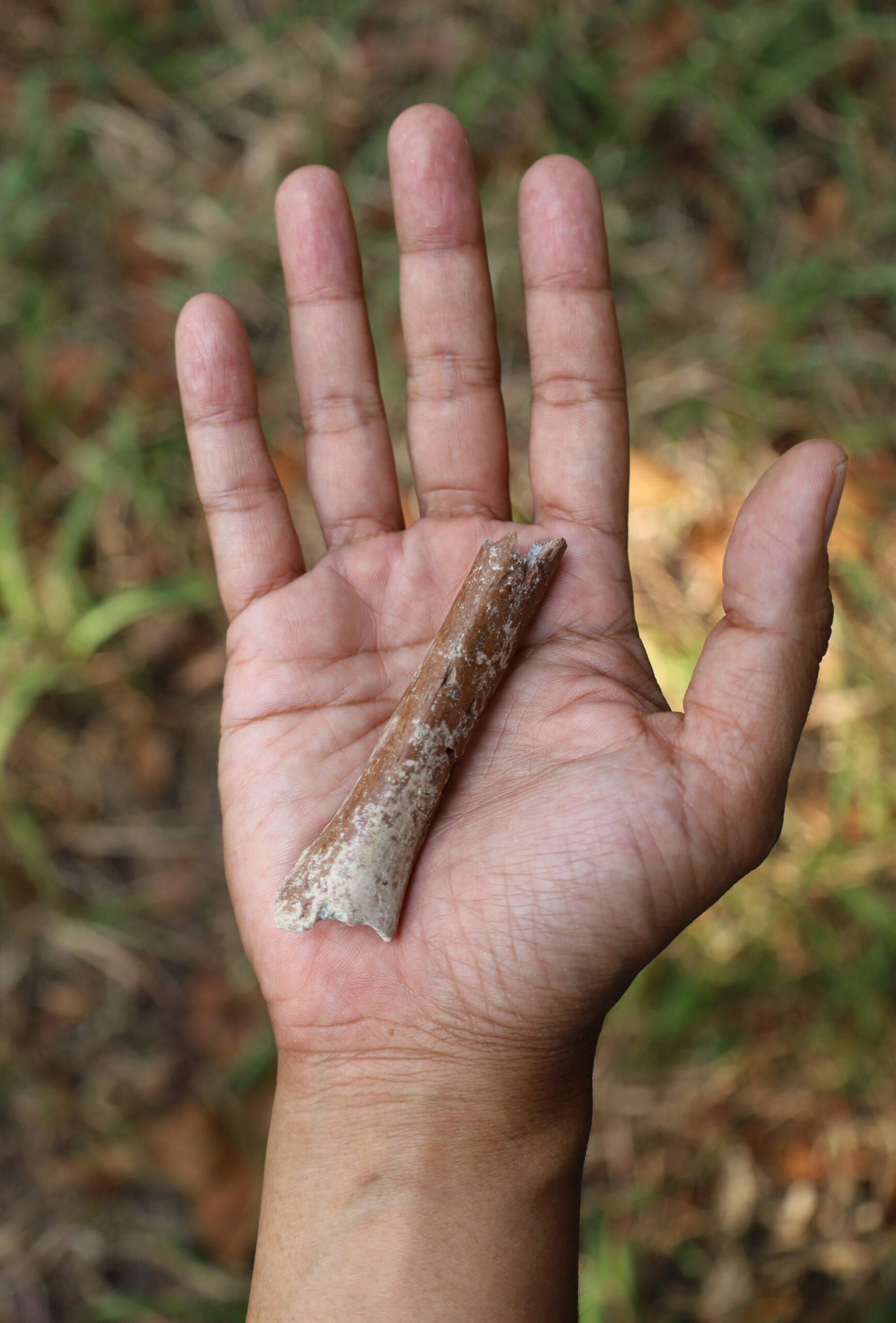 Smallest arm bone in human fossil record sheds light on the dawn of Homo floresiensis - Griffith News