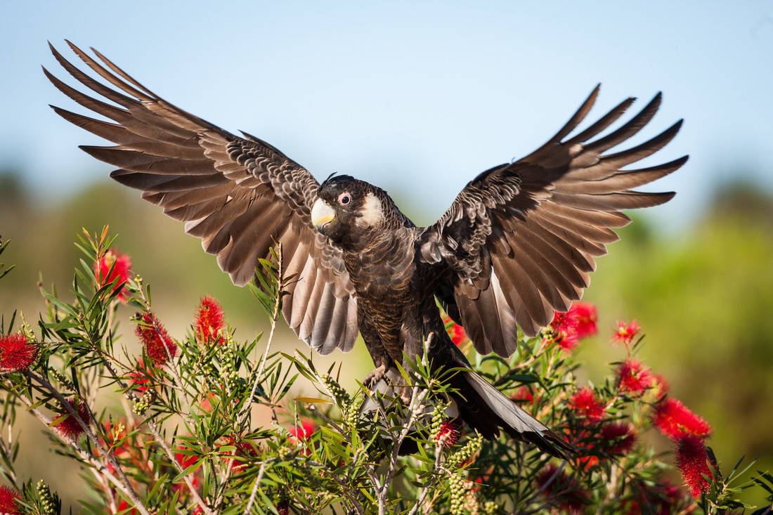 The cost of preventing extinction of Australia’s priority species - Griffith News