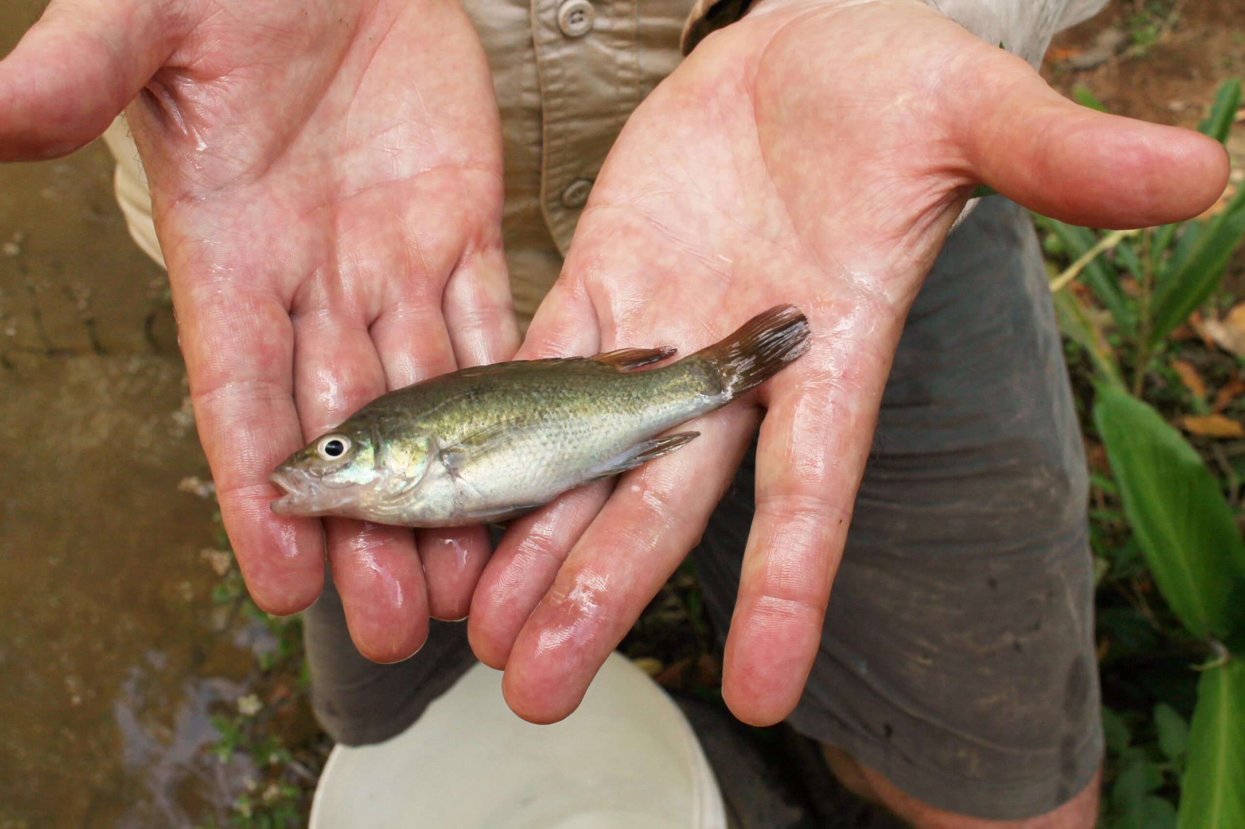 Bloomfield River cod - ‘ancient survivor’ faces modern threats - Griffith News