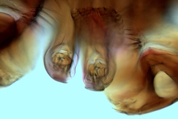 Seeing depth through a single lens — Harvard Gazette
