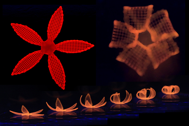4D-printed structure changes shape when placed in water — Harvard Gazette