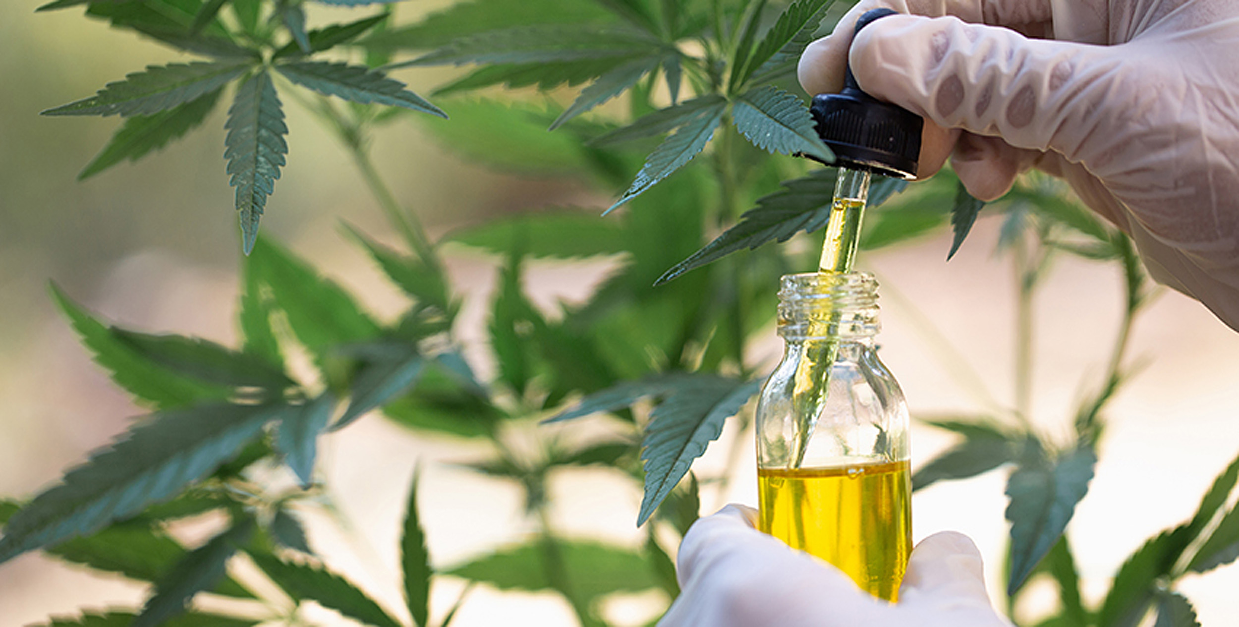 Alumnus gives Harvard and MIT $9 million for cannabis research — Harvard Gazette