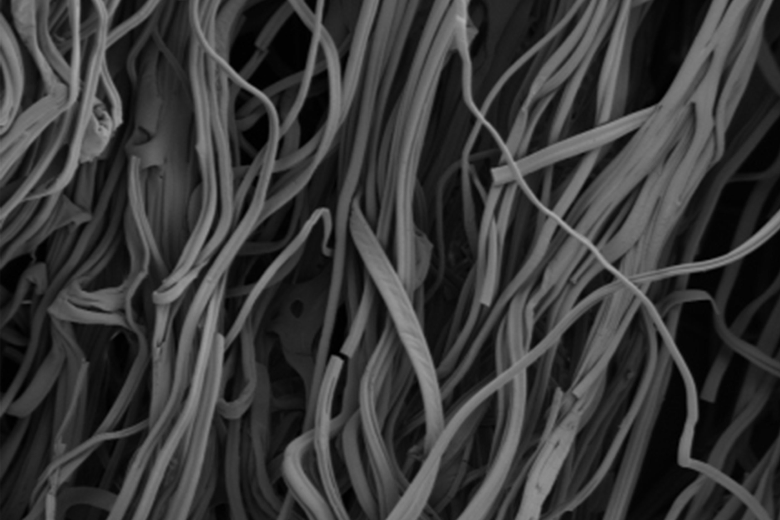 Lab-grown meat gains muscle as it moves from petri dish to dinner plate — Harvard Gazette