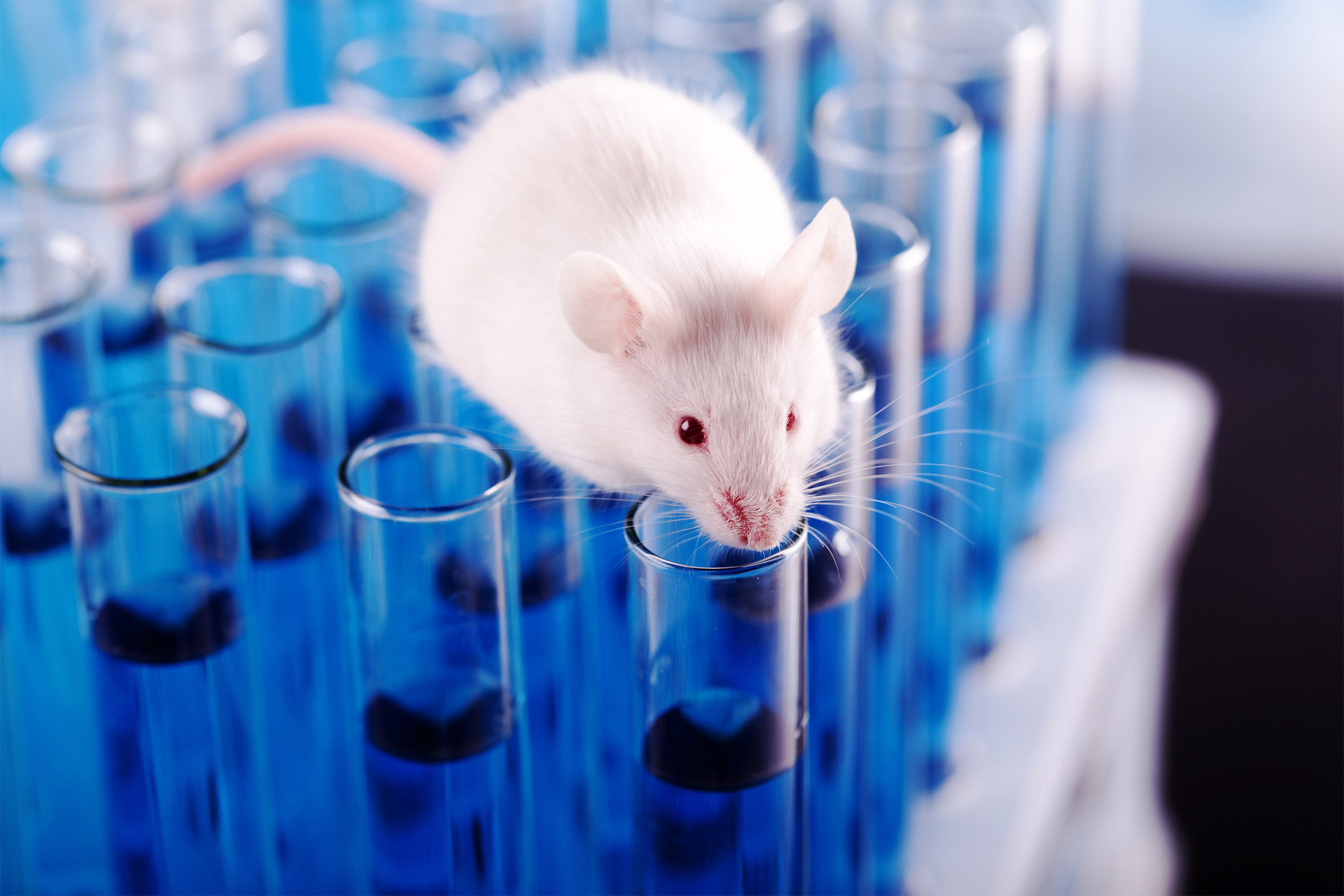 Study confirms why we need female mice in neuroscience research — Harvard Gazette