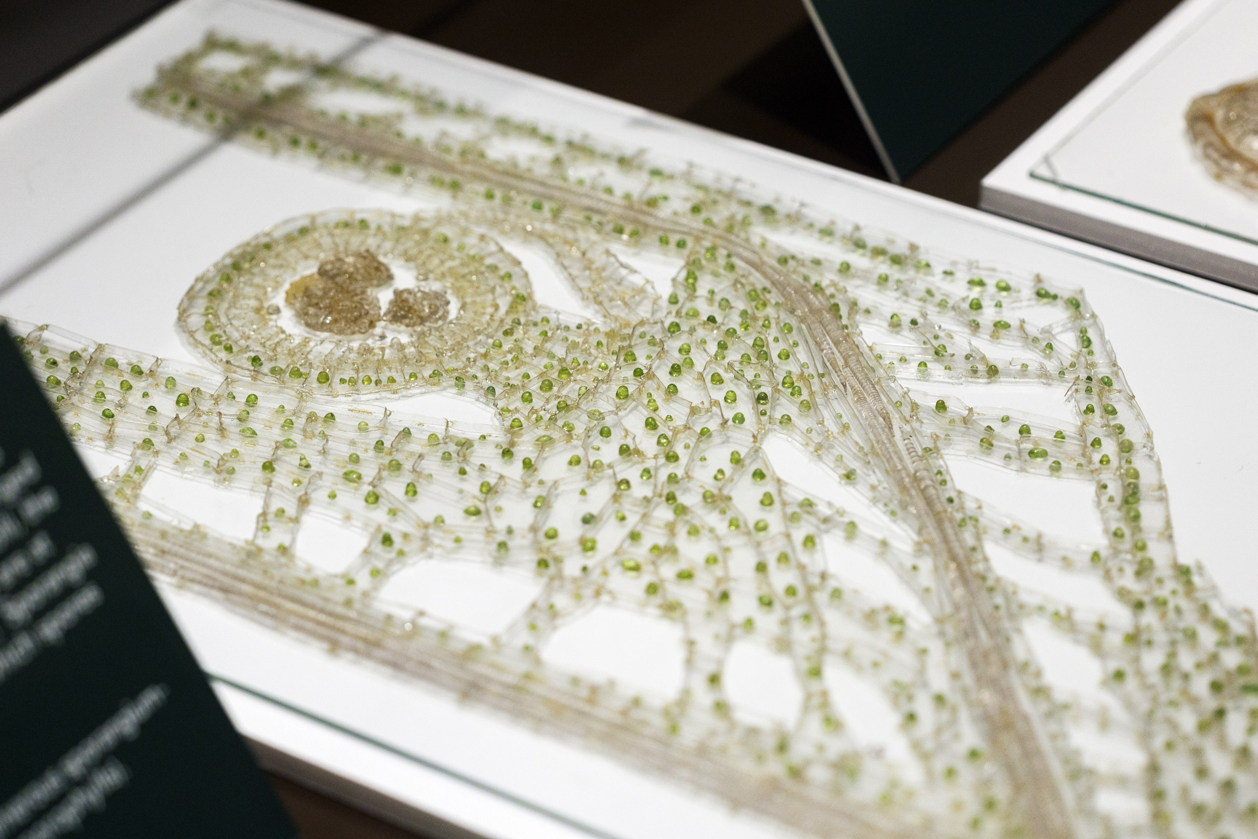 A microscopic portion of Harvard’s Glass Flowers collection — Harvard Gazette