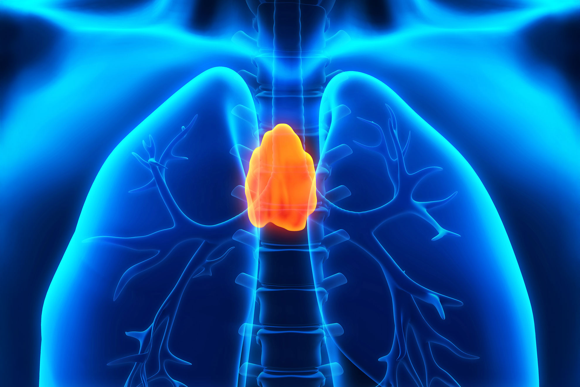 Thymus may be critical to adult health — Harvard Gazette