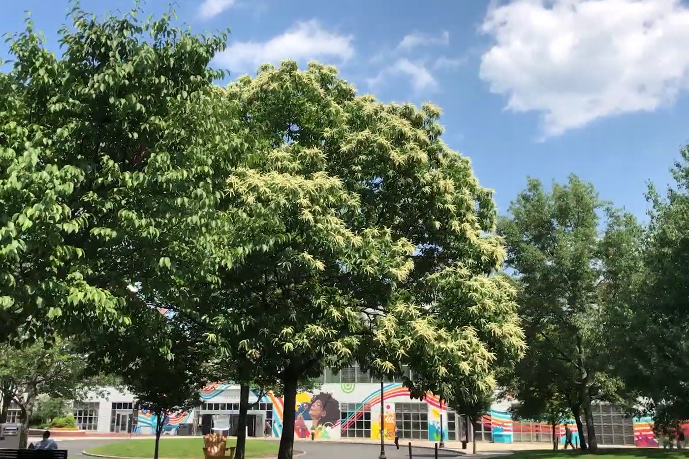 Take a virtual tour of the arboretum on Northeastern's Boston campus - Northeastern Global News