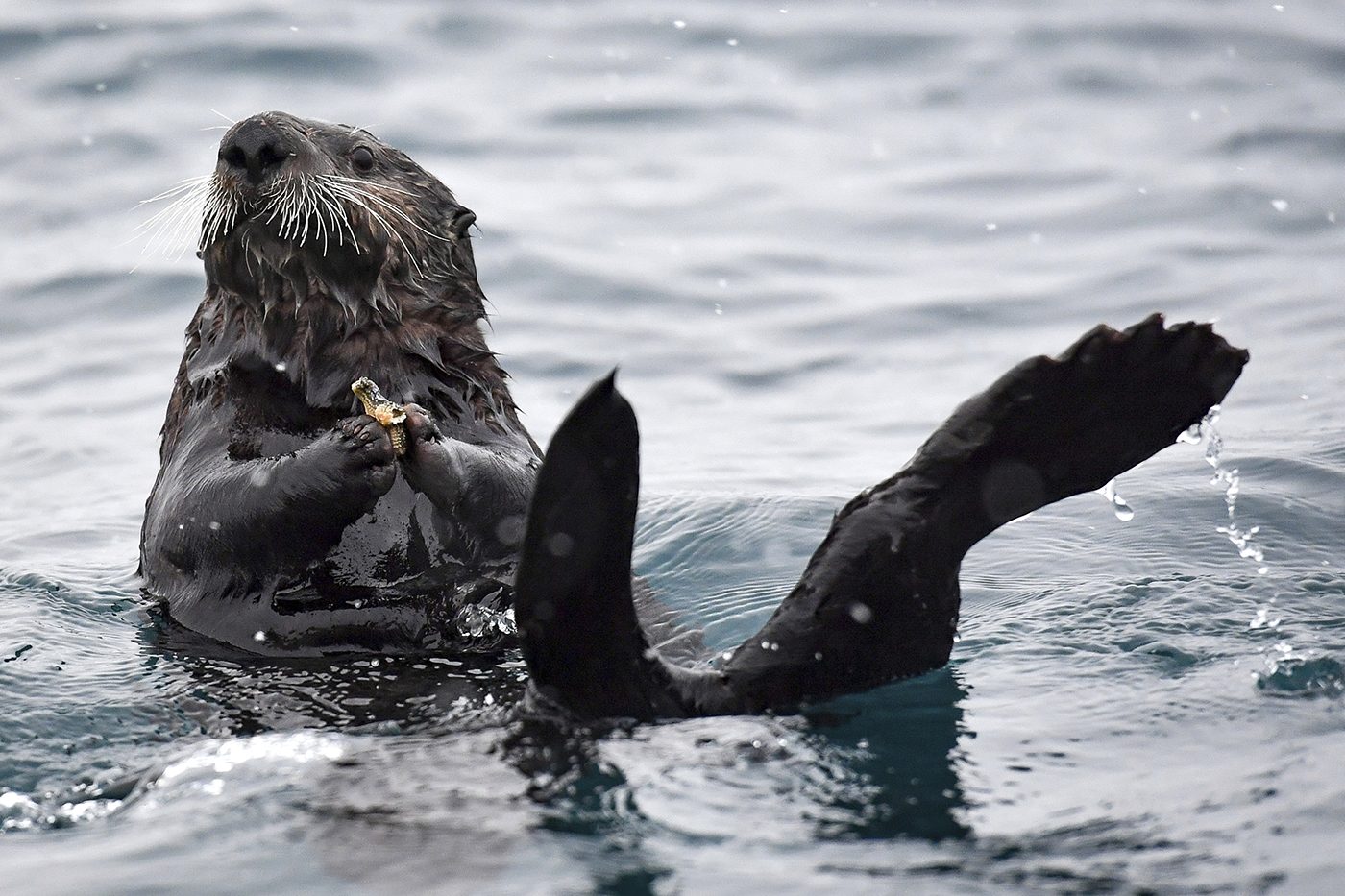 Sea Otters Are a Lifeline for Reefs in a Changing Ocean