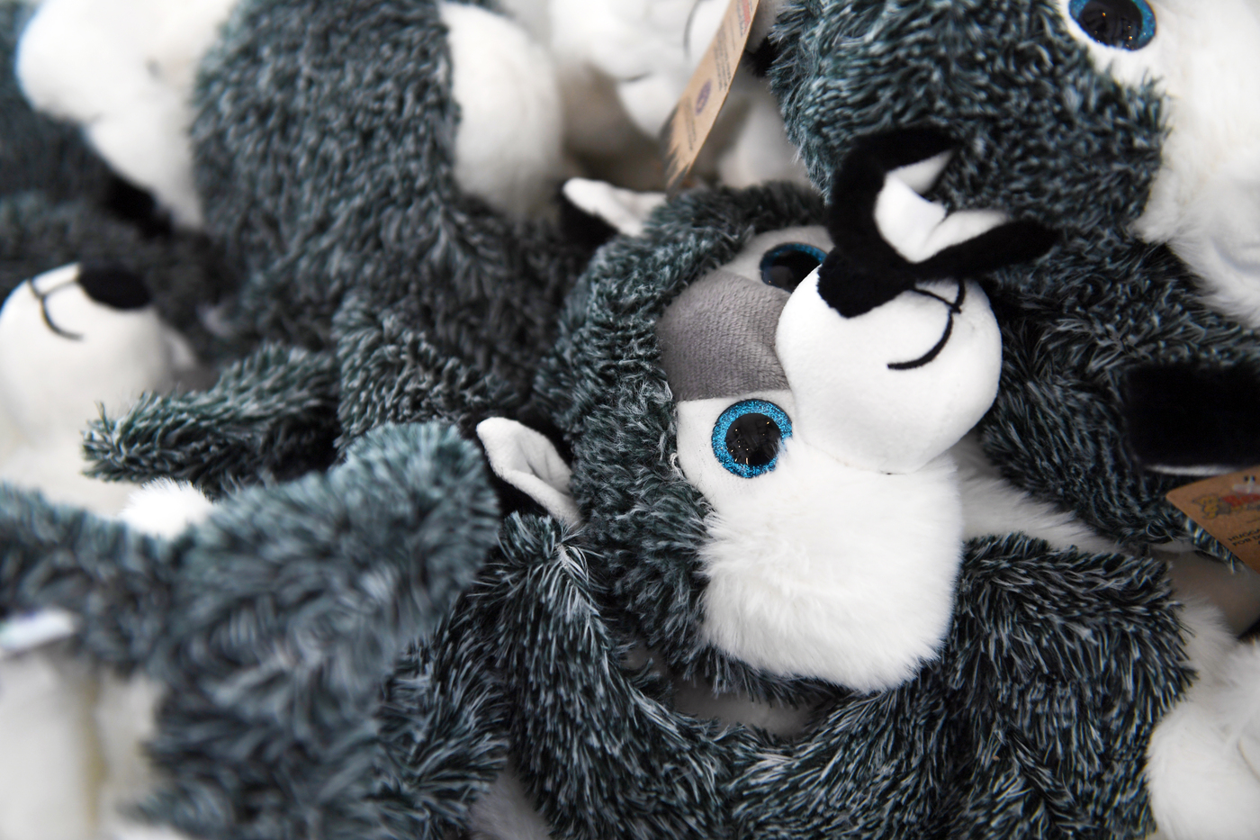 Northeastern Homecoming Features Stuff-a-Husky and Karaoke