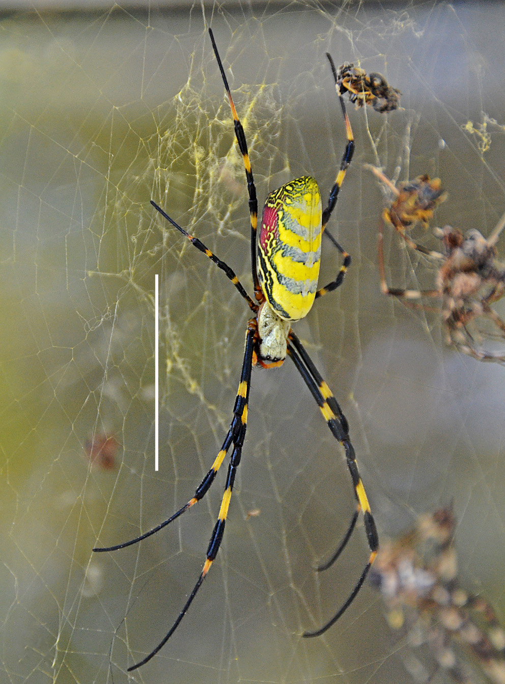 UGA scientists confirm first North American record of East Asian Joro spider - UGA Today