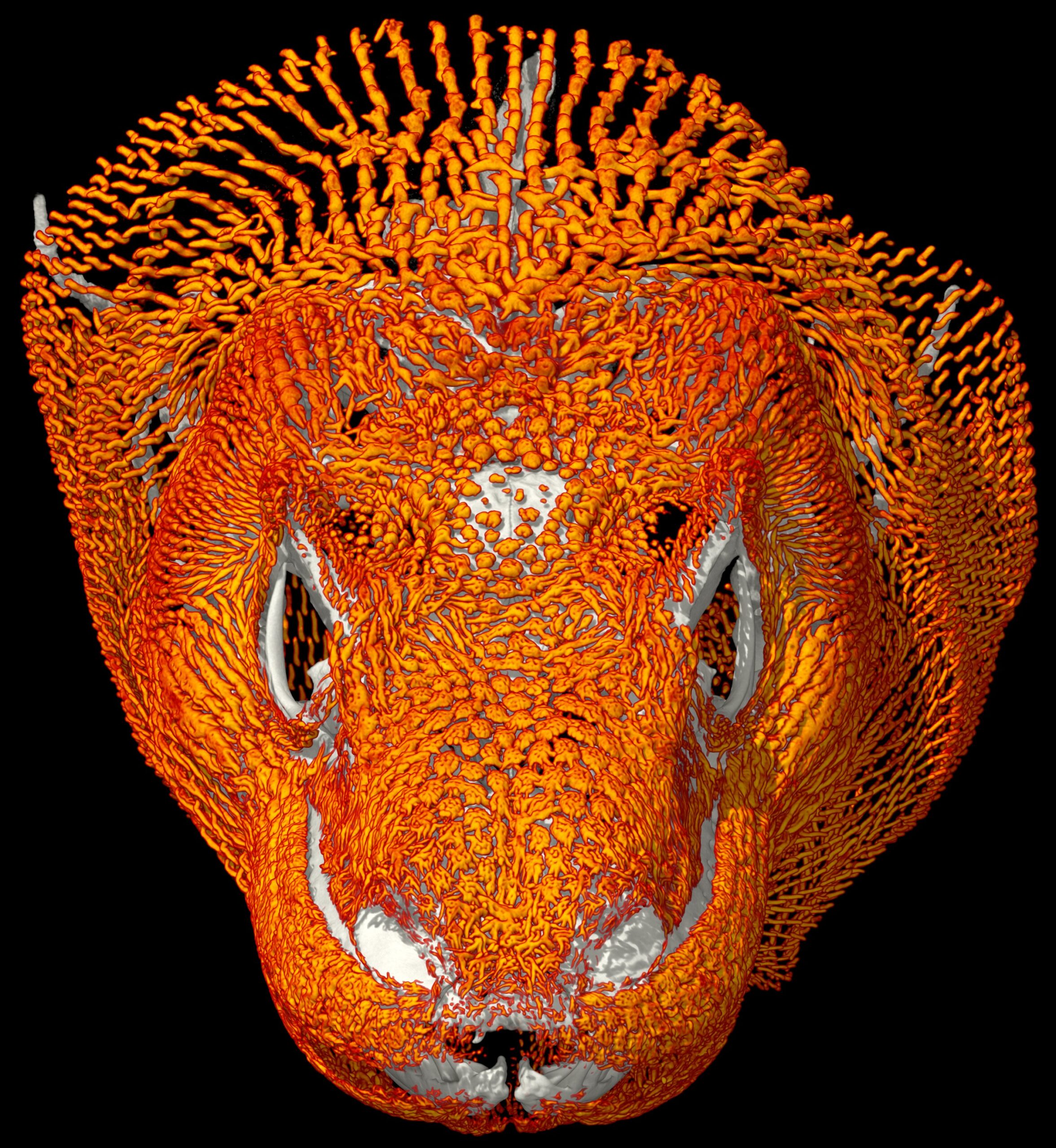 Elaborate Komodo Dragon Armor Defends Against Other Dragons - UT Austin News - The University of Texas at Austin