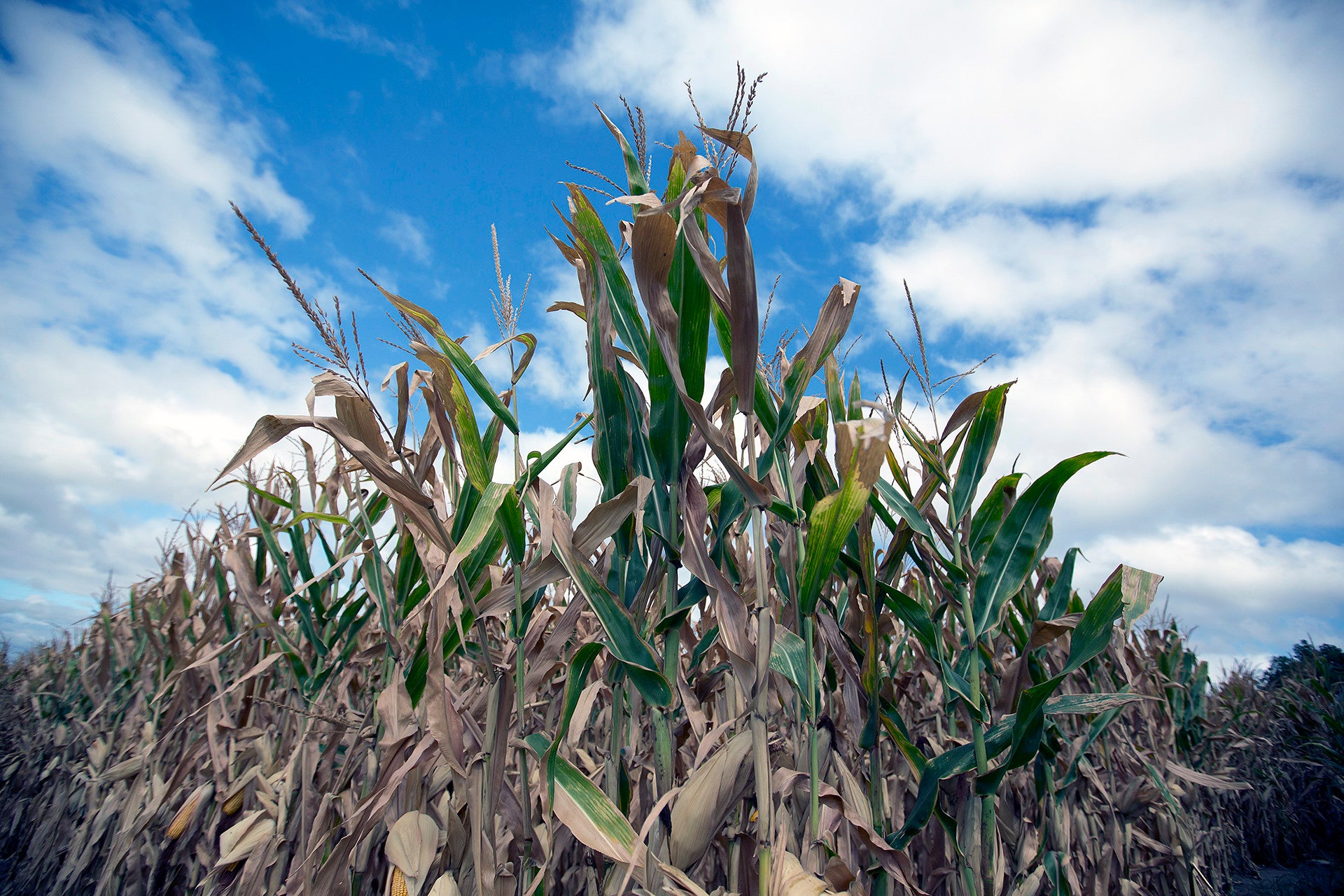 ‘Flash Droughts’ Coming on Faster, Global Study Shows - UT Austin News - The University of Texas at Austin