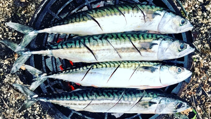 Study links omega-3s to improved brain structure, cognition at midlife - UT Health San Antonio
