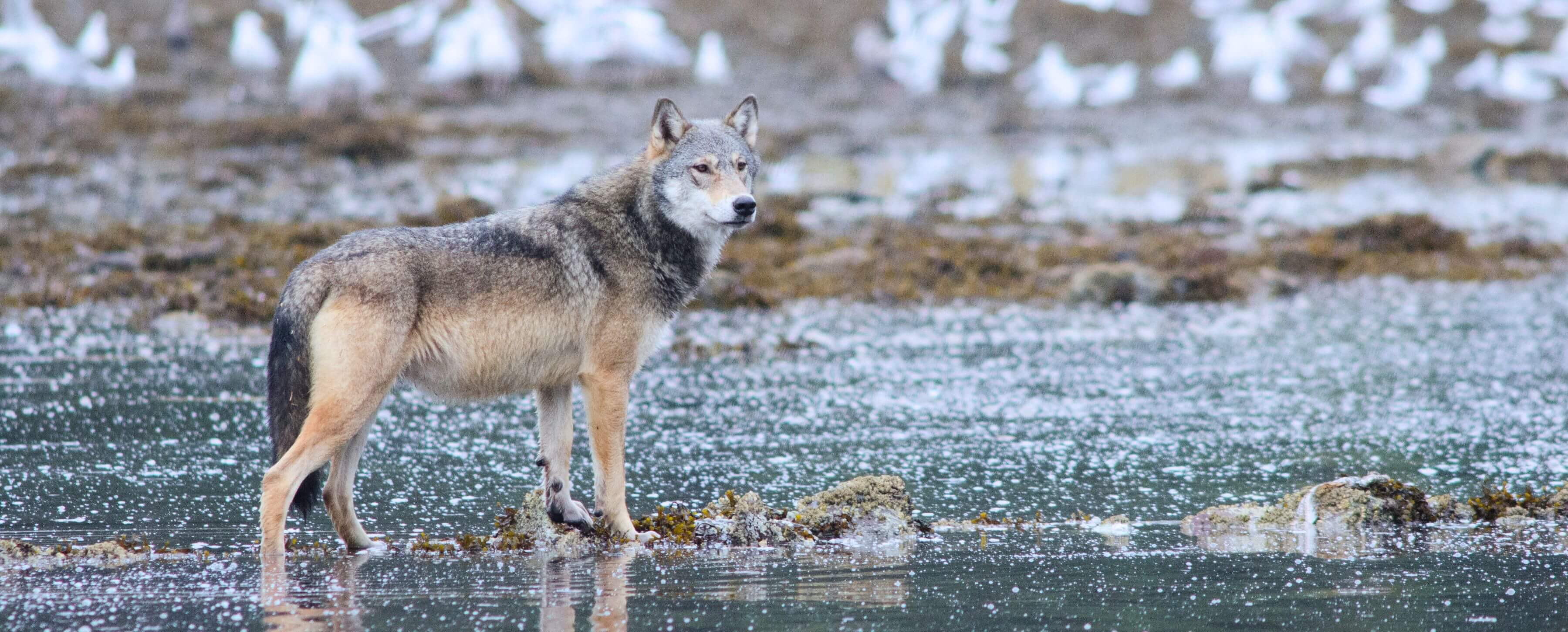 Wolves get clever with crab traps - UVic News