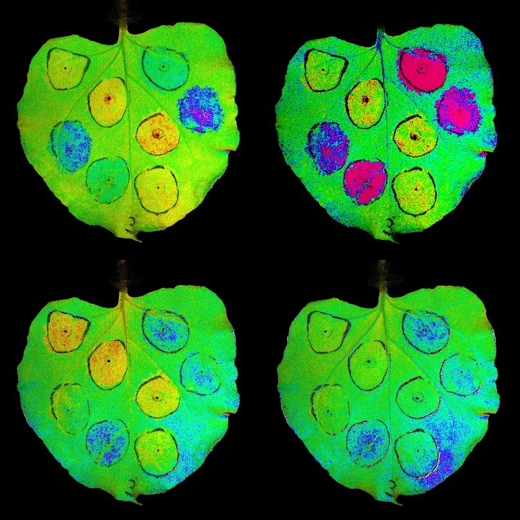 Crop Yield Gets Boost with Modified Genes in Photosynthesis - Berkeley Lab – Berkeley Lab News Center