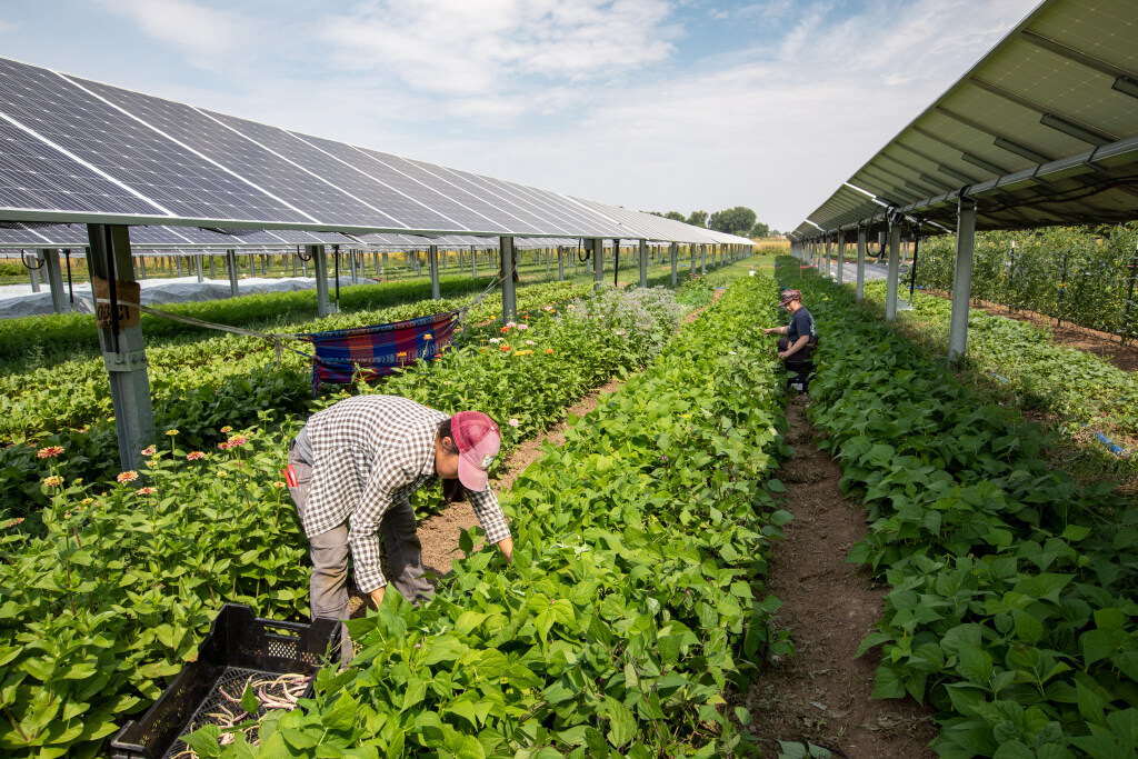 Colorado could become a leader in solar agriculture, or agrivoltaics