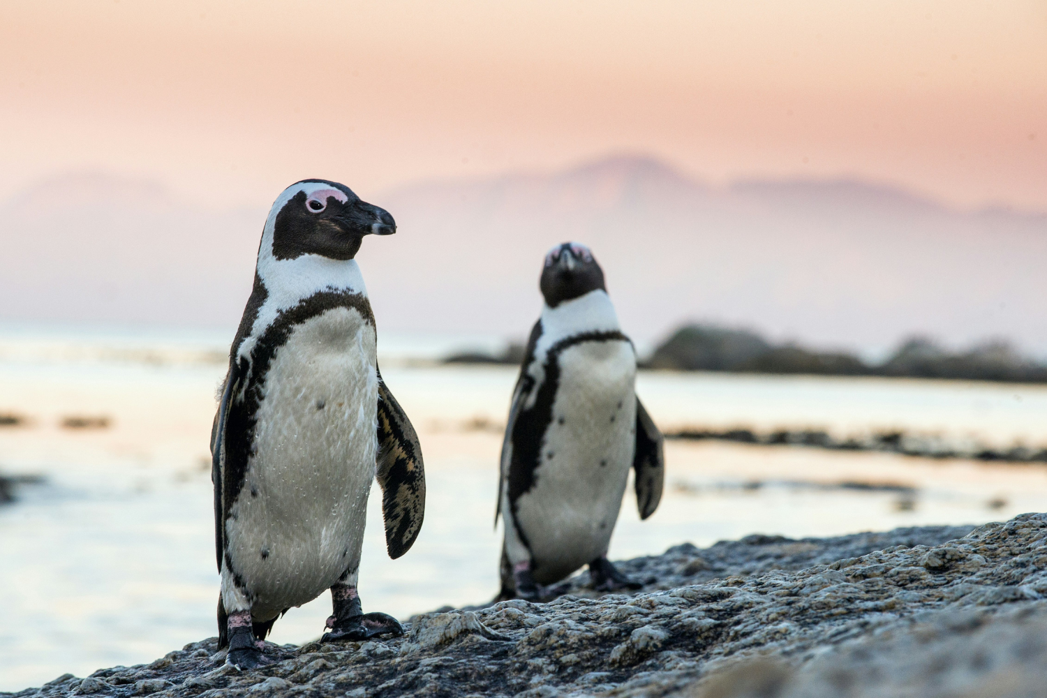 Penguins starved to death en masse, study warns, as some populations off South Africa estimated to have fallen 95% in just eight years - Taylor & Francis Newsroom