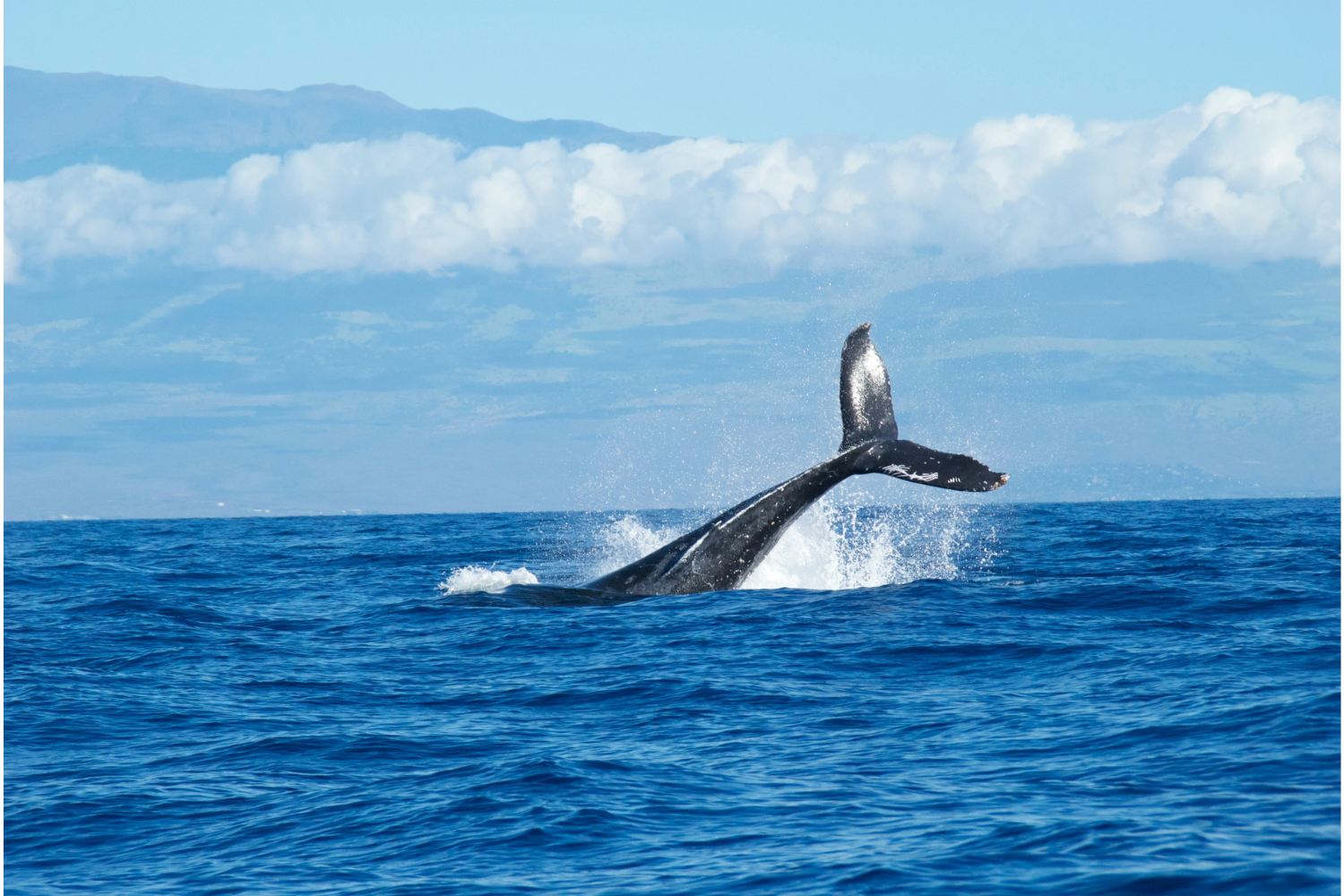 Can international laws save the ocean? Activists say direct action is needed too. - Taylor & Francis Newsroom