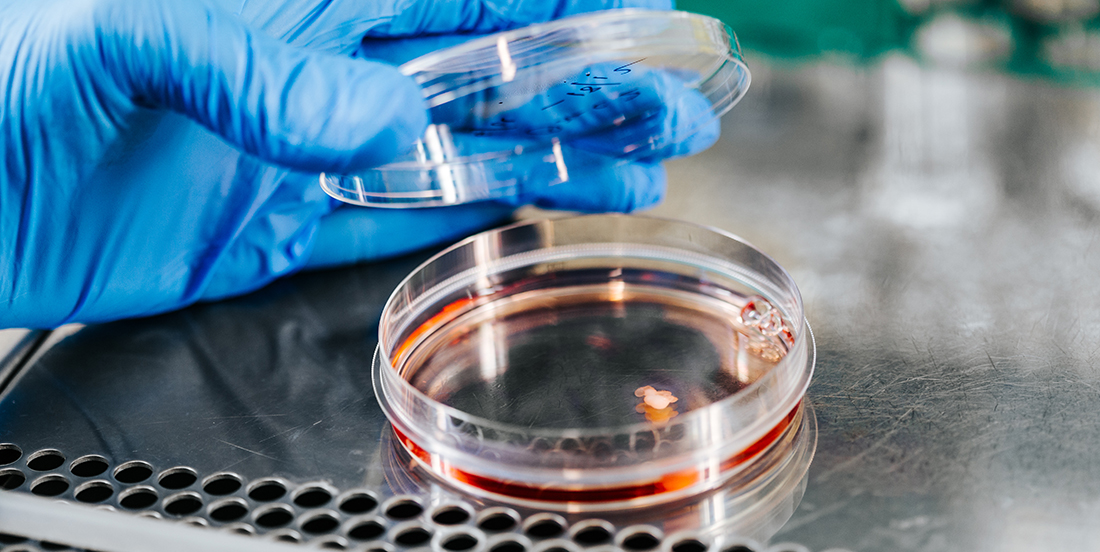 Tiny brains, hearts and lungs can help cure disease