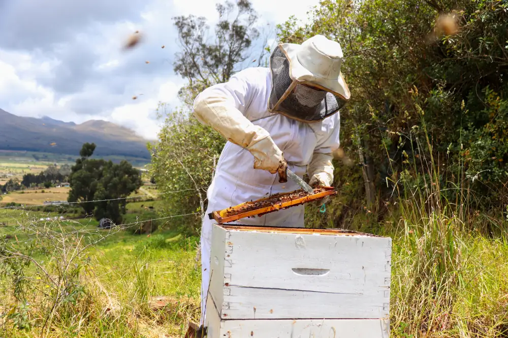 Bee ‘Superfood’ breakthrough could boost colony health and protect pollinators - Natural Resources Institute