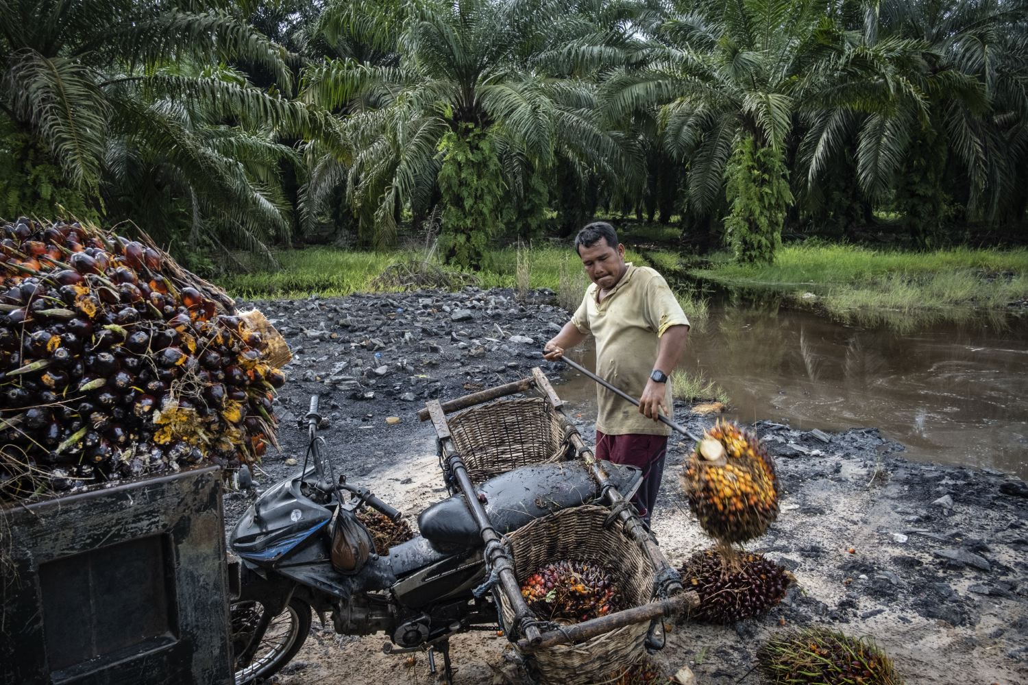 Nusantara Atlas | 2023 Marks a Surge in Palm Oil Expansion in Indonesia