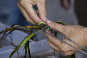 Suquamish Tribe, agencies restore eelgrass beds on Bainbridge Island - Northwest Treaty Tribes