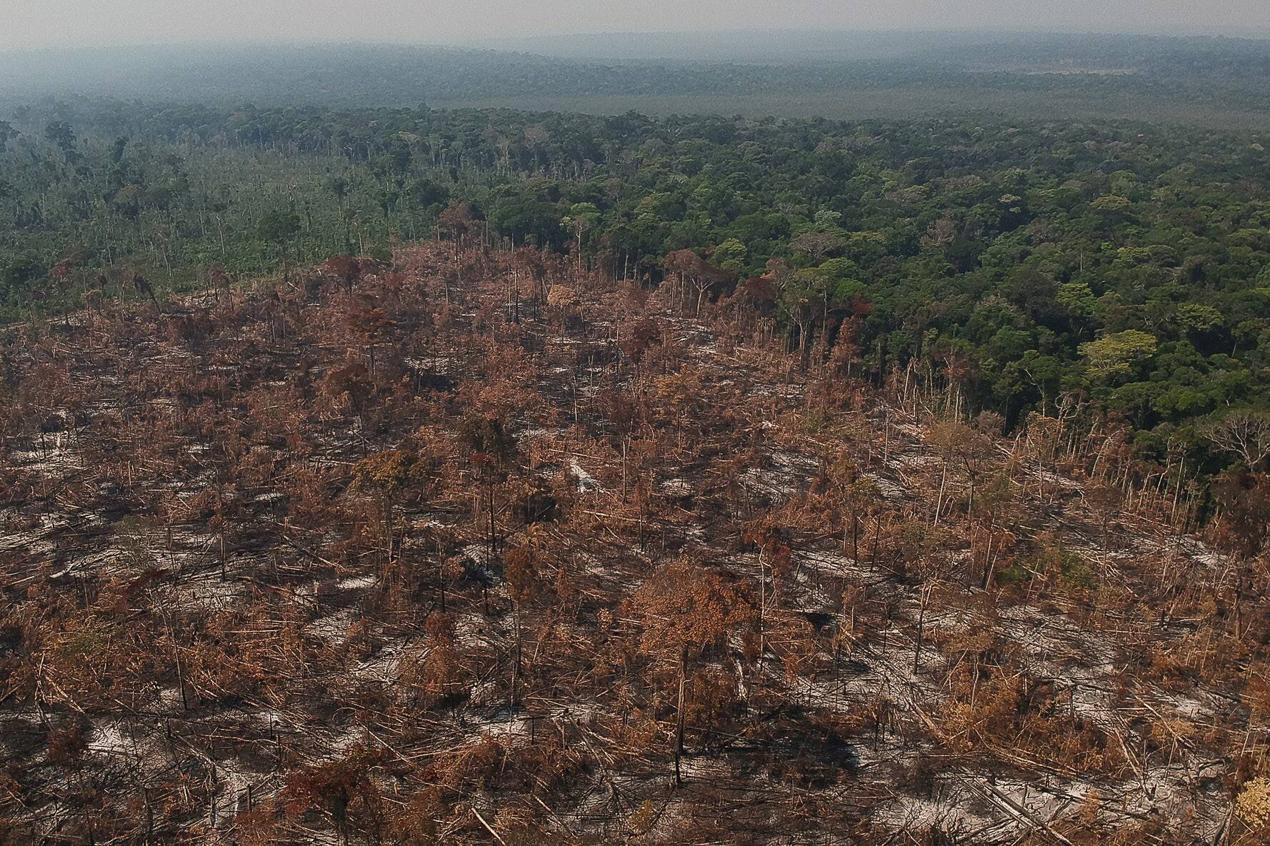 Ilegalidade atinge 91% do desmatamento na Amazônia e 51% no Cerrado - ((o))eco