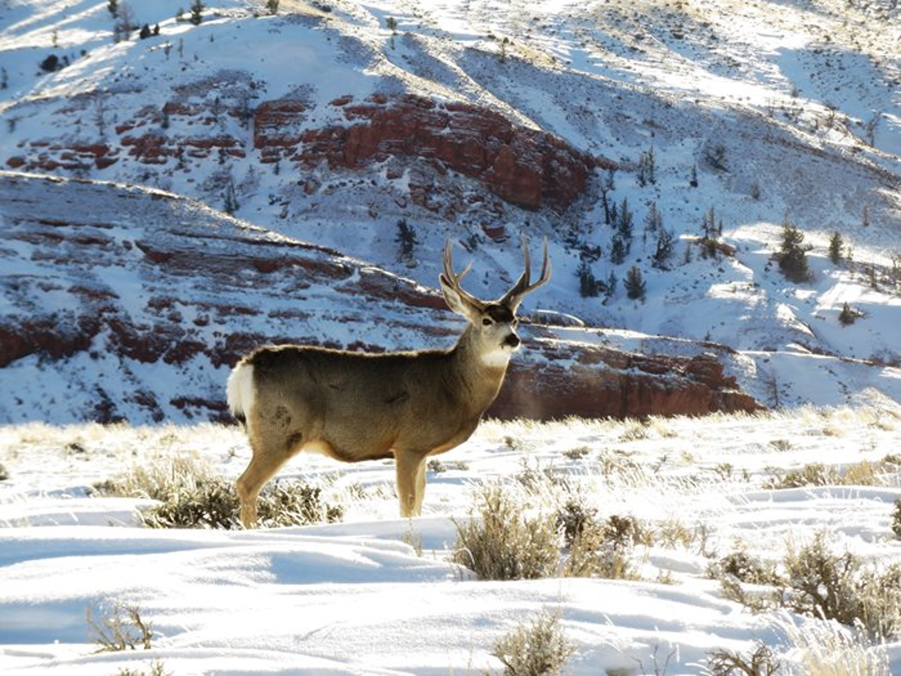 Deer captures in Riverton area to begin in next week - Casper, WY Oil City News