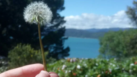 4 ways you can preserve the Earth's livability with open source | Opensource.com
