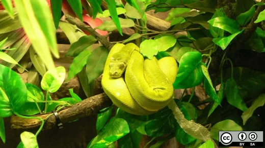 Resize images using Python | Opensource.com
